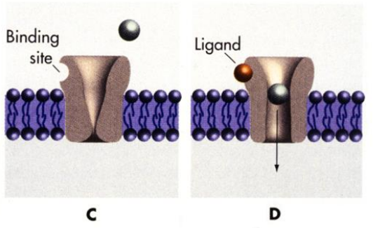 <p>Binding of ligand opens the channel</p>