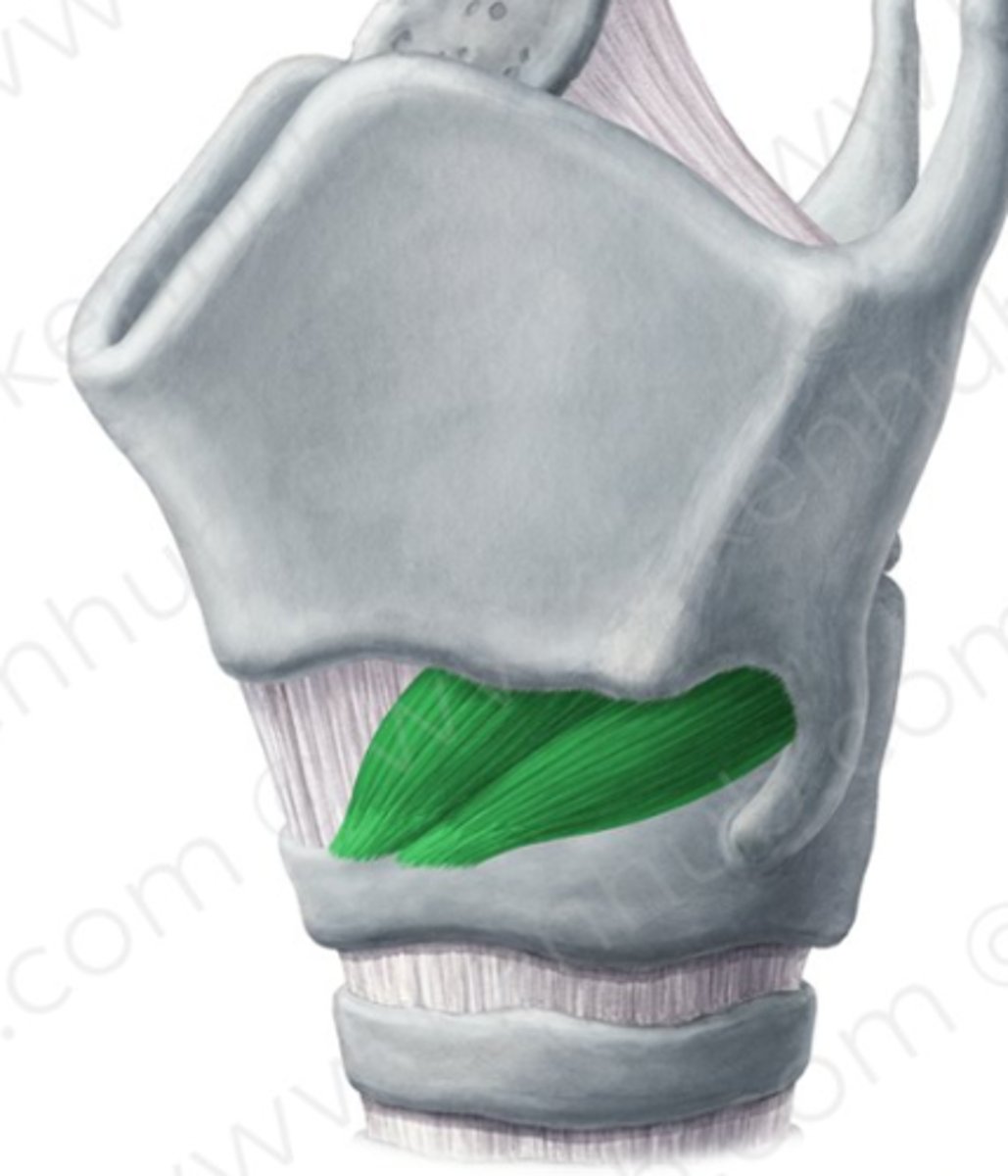<p>functie: veranderen van toonhoogte</p>