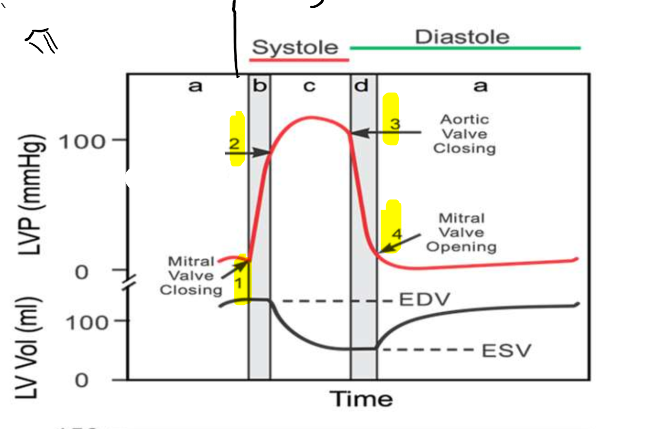 <p>What is occurring at step 2?</p>