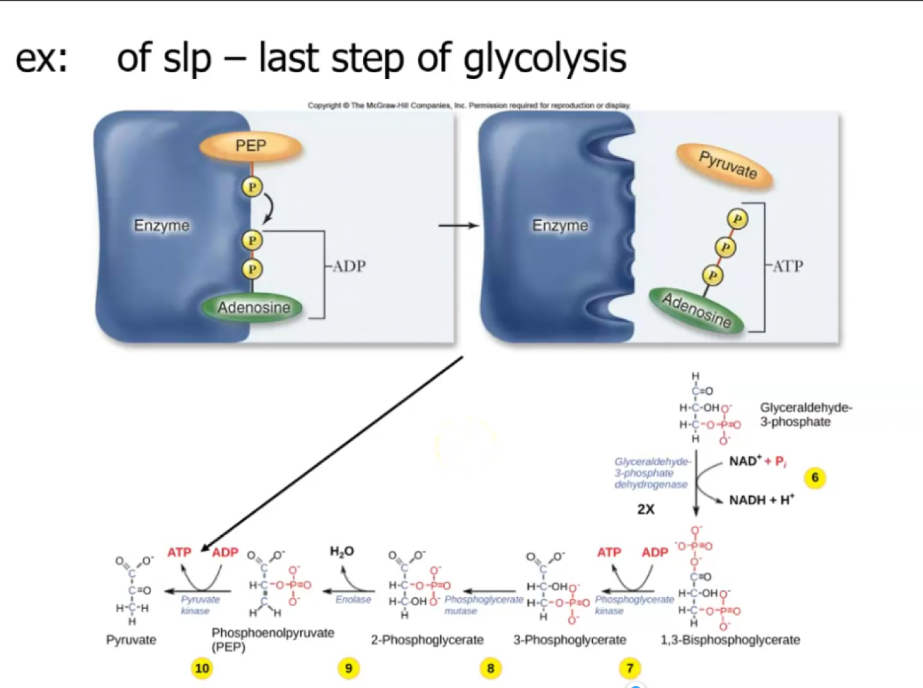 Only happens in the glycolysis and citric acid cycle.