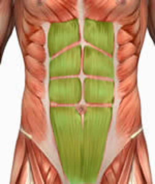 <p>origin: pubis</p><p>insertion: sternum; ribs 5 and 7</p><p>prime function: sitting up</p>