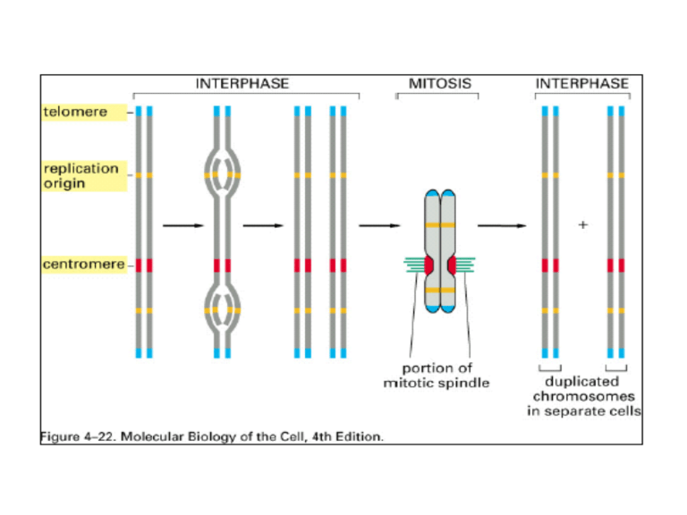 <p>1: telomere</p><p>2: replication origin</p><p>3: centromere</p>
