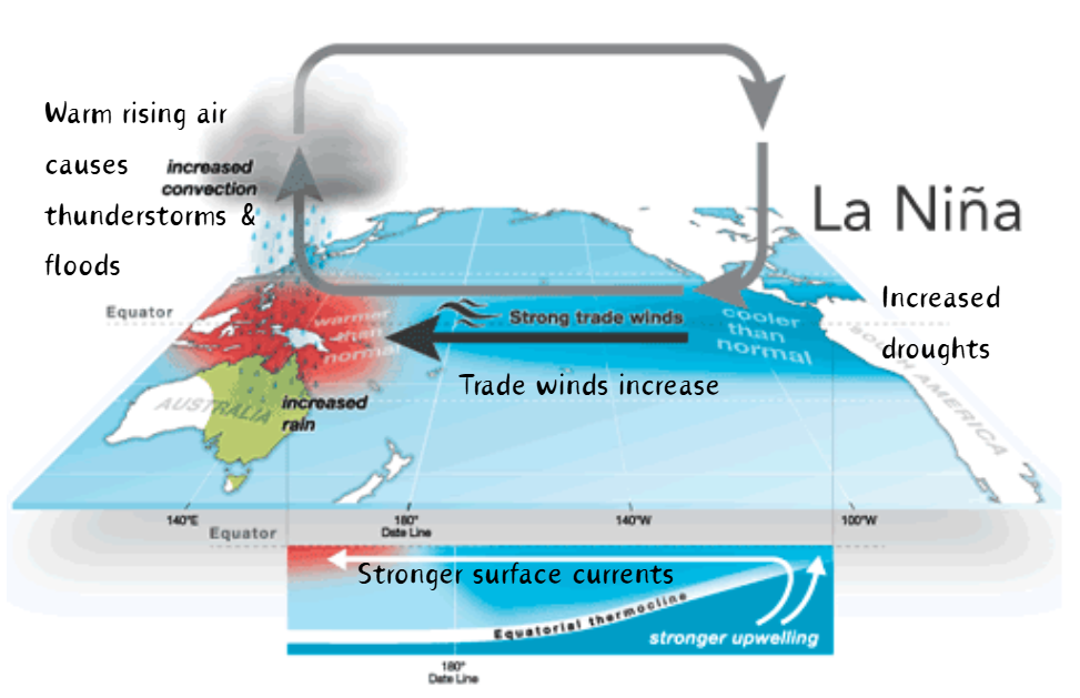 <ul><li><p class="ds-markdown-paragraph">Trade winds strengthen → warm water shifts more westwards.</p></li><li><p class="ds-markdown-paragraph">↑ Upwelling in E. Pacific → <strong>wetter SE Asia/Australia</strong></p></li><li><p class="ds-markdown-paragraph">Drier in Americas (e.g., Peru, California).</p></li></ul><p><br></p>