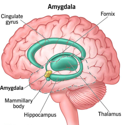 <p>Plays a key role in processing emotions, particularly fear and aggression. Helps form emotional memories. Part of the Limbic System, deep within the temporal lobe.</p>