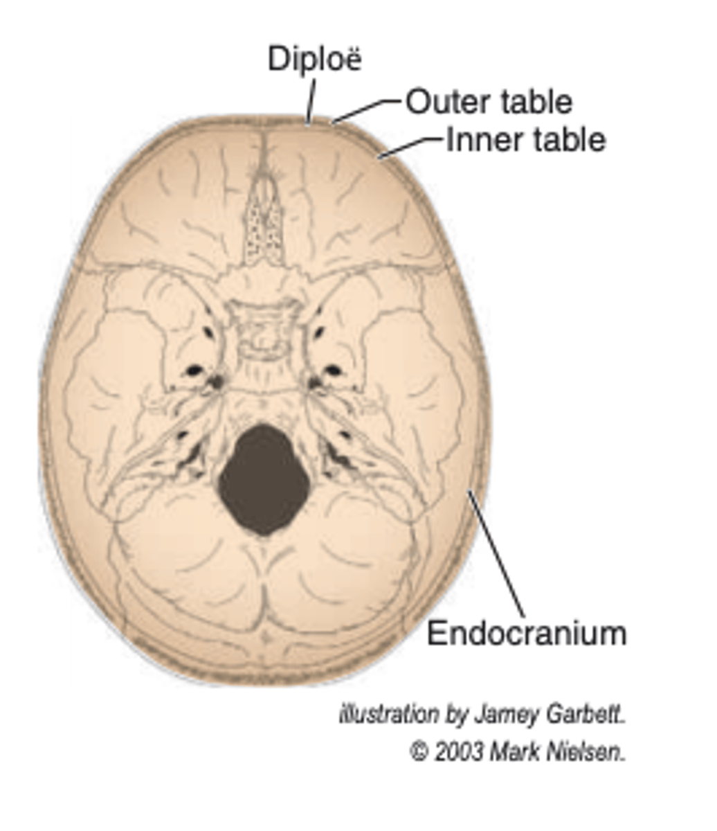 <p>outer table</p>
