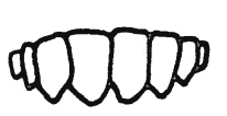 <p>Age of teeth</p>