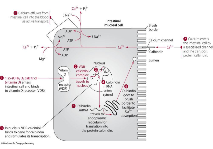 <p><span style="color: blue;">its nuclear response element (VDRE) in the transcription machinery</span></p>