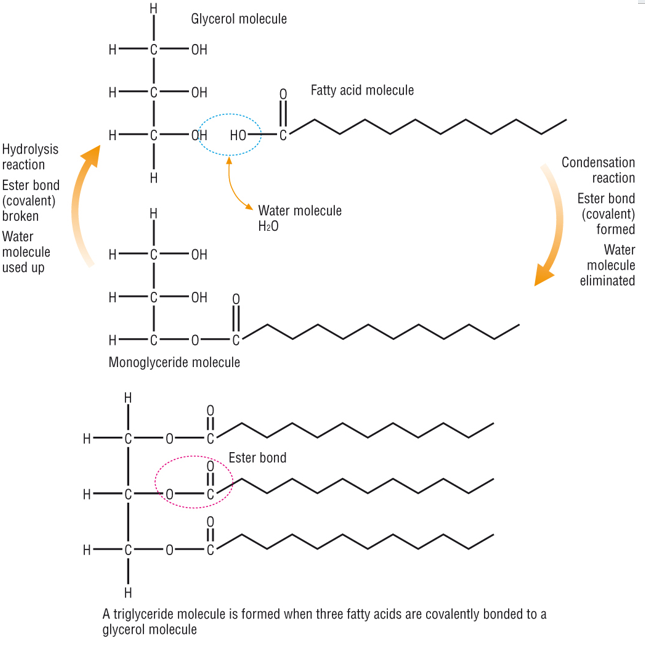 <p>They have ester bonds between 3 fatty acids+ glycerol. Condensation reactions occur when fatty acid is added can have saturated and unsaturated fats.</p>