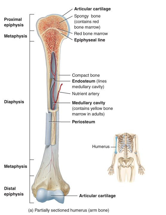 <ul><li><p><strong>diaphysis </strong></p><ul><li><p>thick compact bone wall</p></li><li><p>spongy bone and medullary cavity - marrow stored </p></li></ul></li><li><p><strong>epiphysis </strong></p><ul><li><p>thinner compact bone outside covering </p></li><li><p>ton of spongy bone </p></li></ul></li><li><p><strong>Hyaline cartilage </strong></p><ul><li><p>shock absorbent </p></li></ul></li><li><p>Metaphysis - growth in bone </p></li><li><p>Epiphyseal line - compact bone</p></li></ul><p>Wider ends, narrow middle</p>