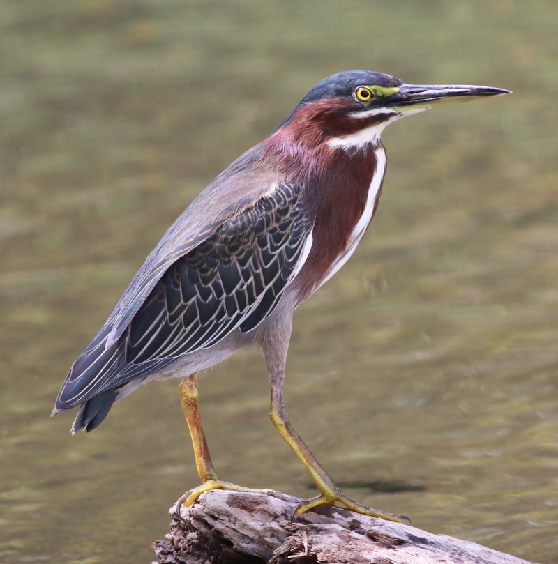 <p>Small and stocky with a greenish back and chestnut neck. Hunches at water's edge.</p>