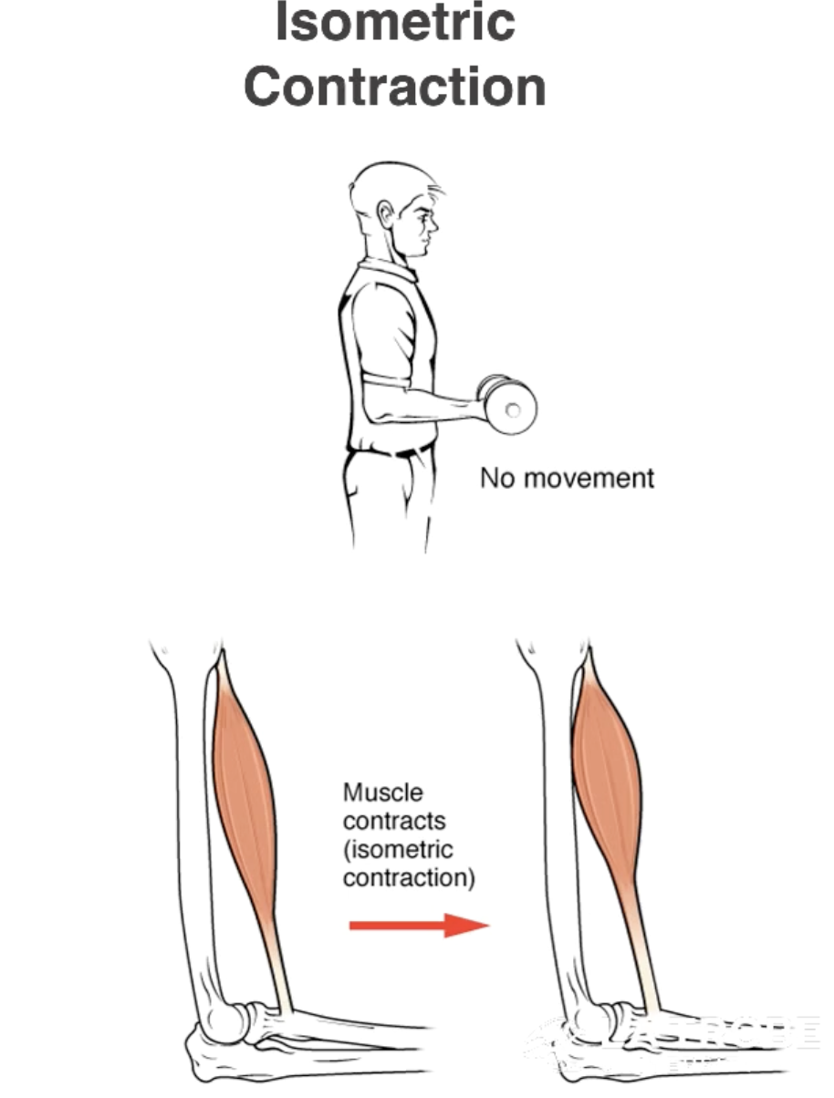 <p><em>Iso</em> - Same</p><p><em>Metric</em> - Length</p><p><u>Tension</u> in the muscle <strong>remains constant</strong>.</p><p><u>Length</u> of the muscle <strong>remains constant</strong>.</p>