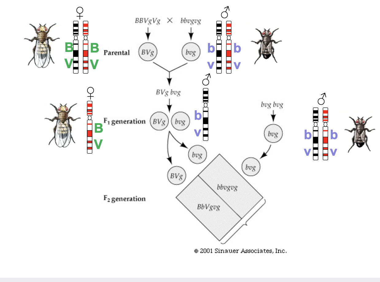 <ul><li><p>Discovered linkage and surmised it was the result of 2 genes being on the same chromosome</p></li><li><p>After crossing fruit flys, and examining their colour (black, grey) and wing type (vestigial, normal) there was anomalies in the result, so the genes do not independently assort but are linked on the same chromosome</p></li><li><p>Anomalies because the chromatids exchange arms in prophase of meiosis 1, so if the breaking and rejoining occurs between the B and V in a BV chromatid that is exchanging with a bv chromatid, you get end up with Bv on one and bV on the other</p></li></ul>