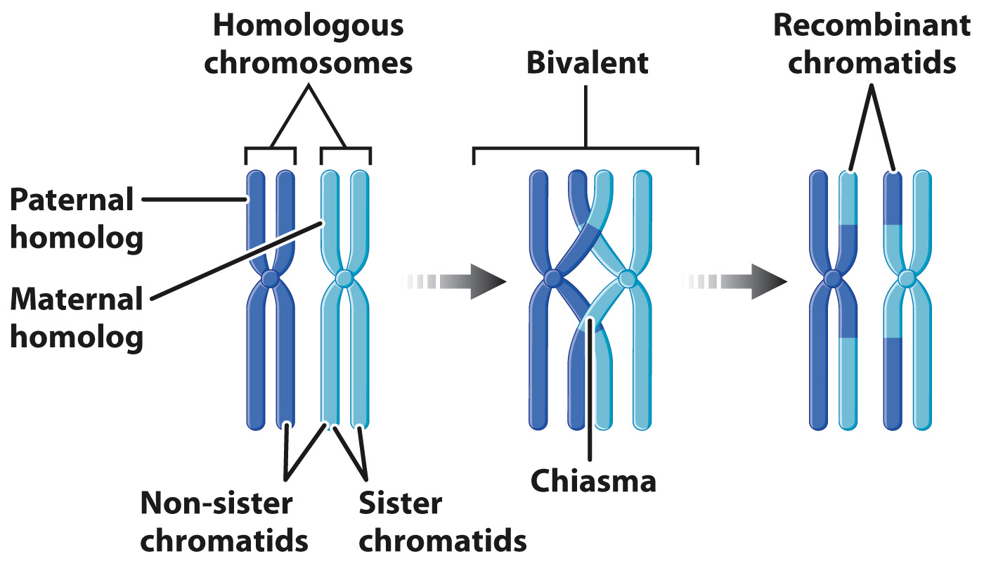 <p>the point at which chromatids break and rejoin</p>