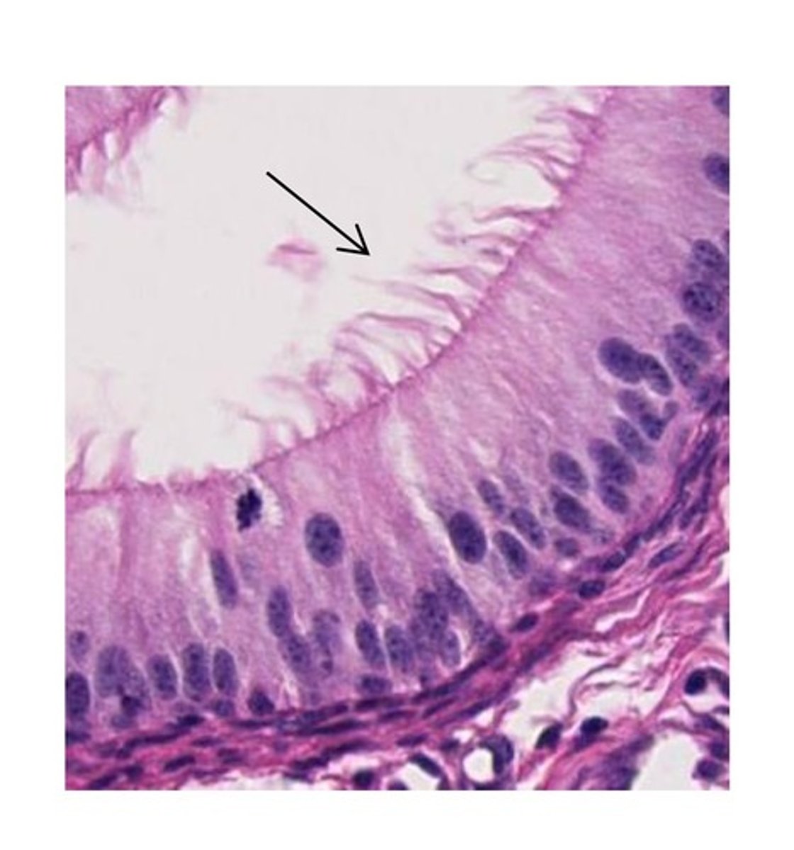 <p>Not true cilia- they are long microvilli, composed of microfilaments;</p><p>Function- increase surface area for absorption; Location- parts of male reproductive tract</p>