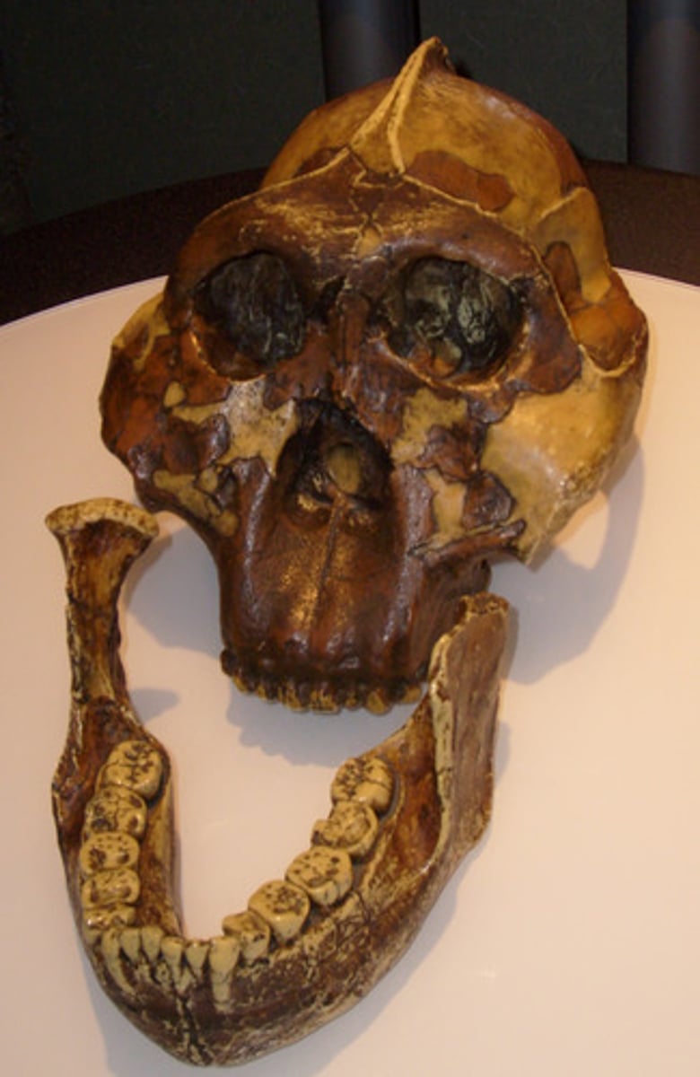 <p>2.2-1.2 MYA East Africa</p>