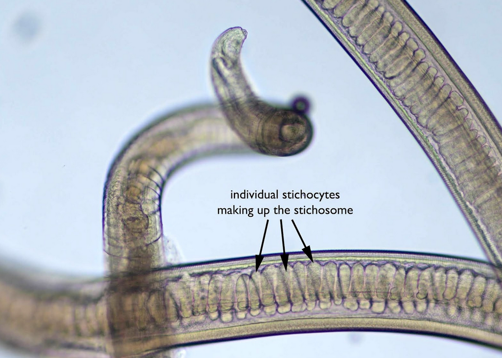 <p>Name the structure</p>