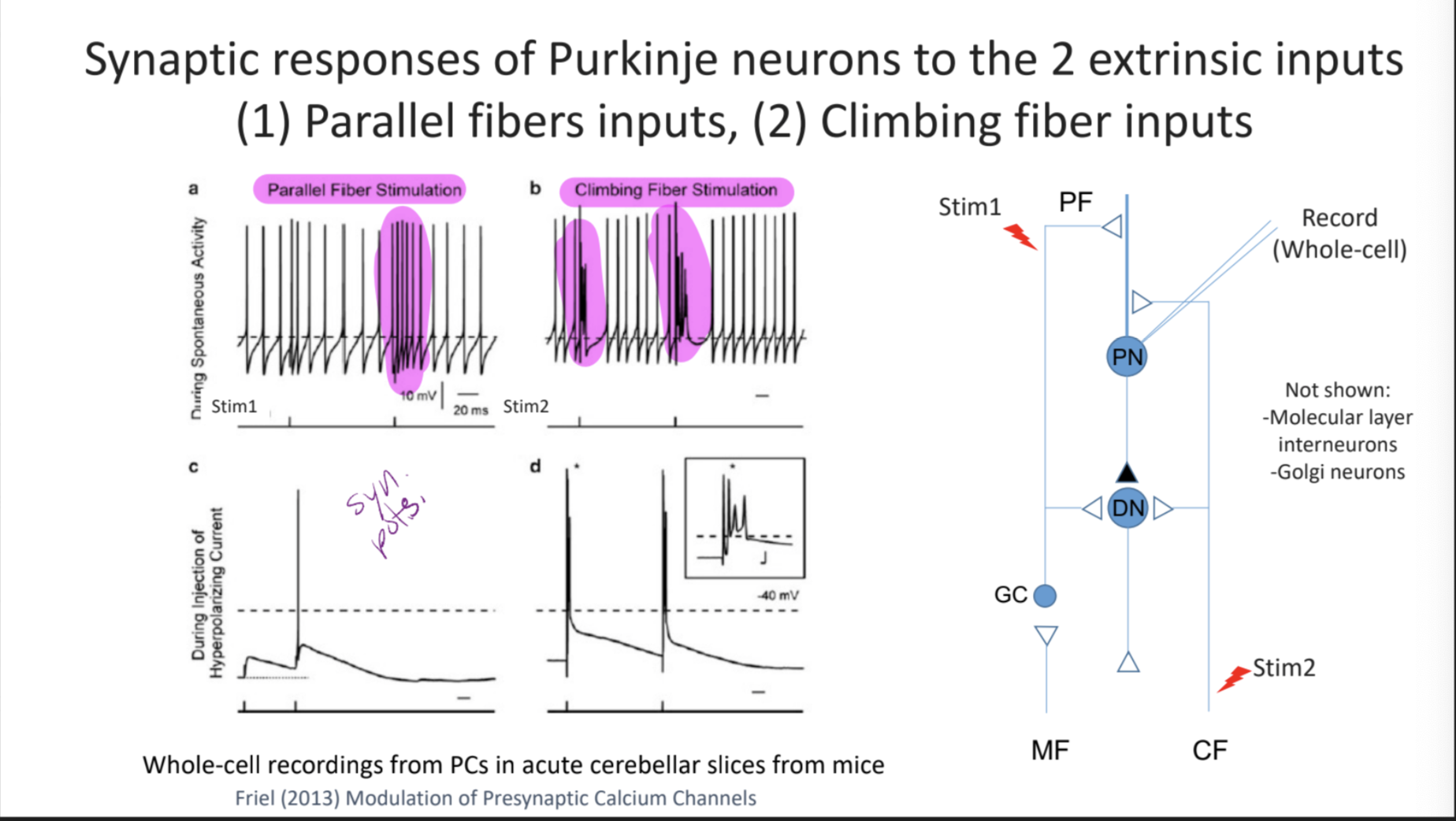 * extrinsic inputs = parallel fibers inputs (1) and climbing fiber inputs (2)
* parallel fiber stimulation → potentiate together rapidly and continuously
* climbing fiber stimulation → spread out and short bursts
* purkinje → inhibitory, GABA → an increase in this means a decrease in other neuron responses cuz its inhibitory
* granule cells → excitatory glutamate
* stimulating climbing fiber gives you a complex spike → neurotransmitter is aspartate