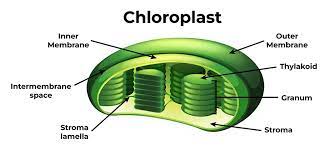 <p>An organelle found in plants and photosynthetic protists that absorbs sunlight and uses it to drive the synthesis of organic compounds from carbon dioxide and water. </p>