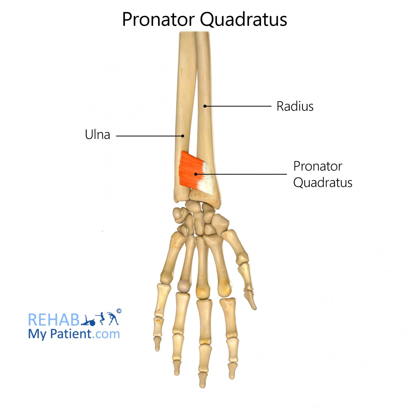 <ul><li><p>origin: distal anterior surface of ulna</p></li><li><p>insertion: distal anterior surface of radius</p></li></ul>