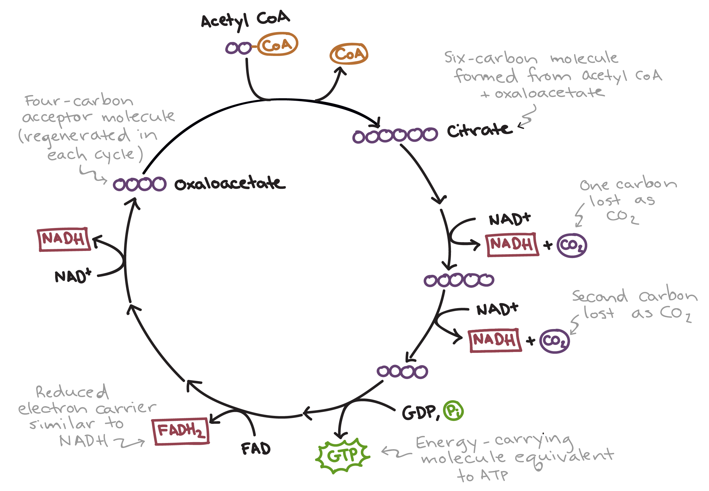 <p>First, 2-carbon acetyl group from acetyl-CoA (the coenzyme A is stripped away) combines with the 4-carbon <strong>oxaloacetate</strong> to form <strong>citrate</strong> (6-carbon). </p><p>Next, citrate is converted back to oxaloacetate through a series of decarboxylations and oxidations. Citrate is decarboxylated and oxidized to release CO<sub>2</sub> and form a 5-carbon compound, and then the 5-carbon compound is decarboxylated and oxidized again. During these 2 intermediate stages, NAD is reduced to NADH as it takes electron, which are <u>dehydrogenation</u> reactions for citrate. Thus, a 4-carbon molecule, 2 CO<sub>2</sub> and 2 NADH are formed. </p><p>Then, the 4-carbon compound is oxidized 2 more times. Once, FAD is reduced to FADH<sub>2</sub> and then NAD is reduced to NADH. These 2 decarboxylations and 4 oxidation reactions produce oxaloacetate. </p><p>Oxaloacetate is regenerated by the reactions of the Krebs cycle.</p>