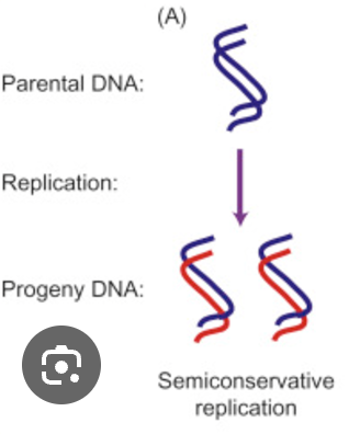 <p>"Semi-conservative" in the context of DNA replication means that when a new DNA molecule is formed during replication, it consists of one strand from the original DNA molecule (the "parent" strand) and one newly synthesized strand, essentially "conserving" half of the original DNA information in each new molecule created</p>