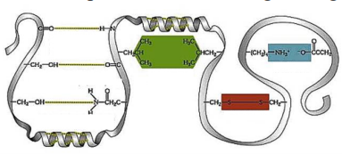 10\. Type of interaction highlighted with blue rectangle. 

a. hydrogen bond 

b. electrostatic attraction 

c. hydrophobic interaction 

d. peptide bond 

e. disulfide bond