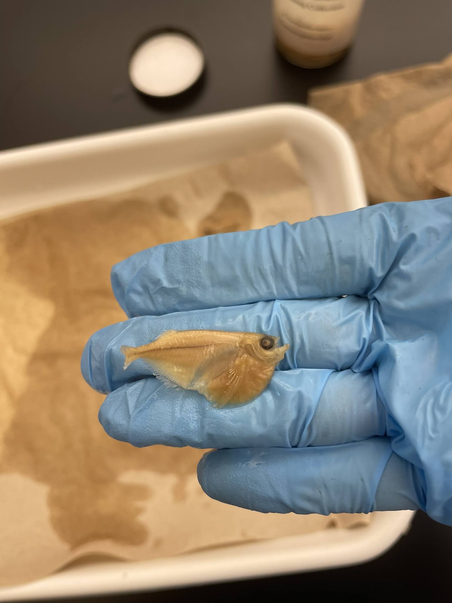 <p>Freshwater Hatchetfish</p>