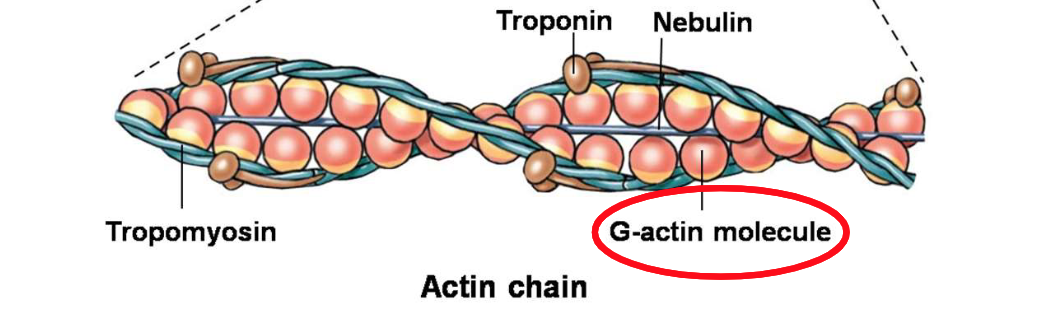 <p>The Guanine-Actin molecule is theā¦</p>