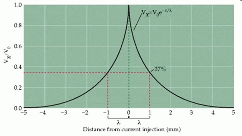 length constant – λ (lambda)