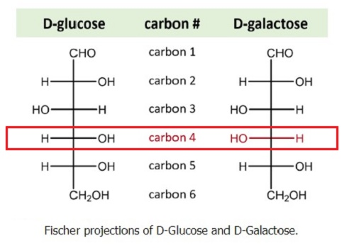 <p>Stereoisomers that are <strong>not mirror images</strong> of each other.<br><strong>Example:</strong> D-glucose and D-galactose differ at more than one carbon. </p>