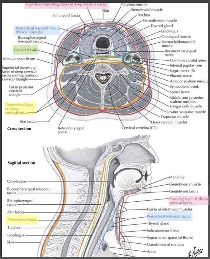 <p>Covers anterior and lateral trachea &amp; larynx and encloses the <mark data-color="blue">thyroid gland</mark></p>