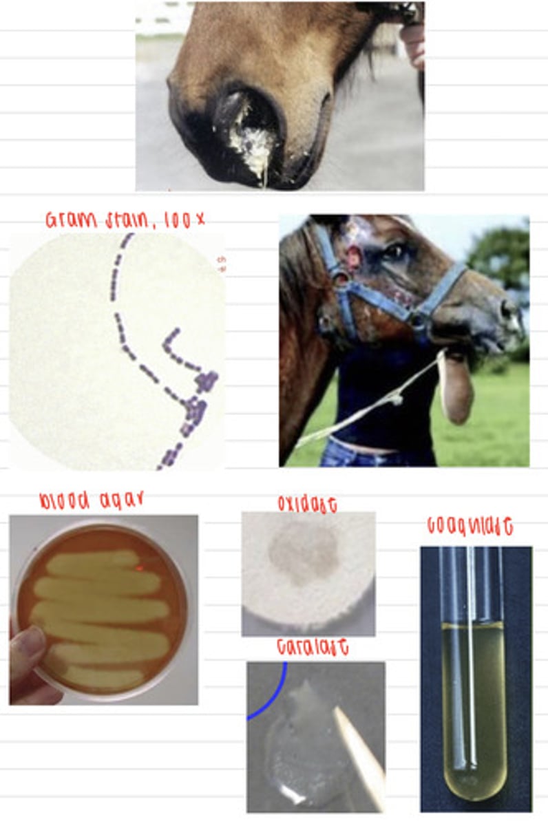 <p>an owner reports that his young horse has a fever, lesions on his lymph node area, and has nasal discharge. We take samples, and isolate them on non-enriched media (no growth), blood agar, and MacConkey agar (no growth). we also stain using the gram method and perform oxidase, catalase, and coagulase tests. Here are the results.</p><p>What is the diagnosis?</p>