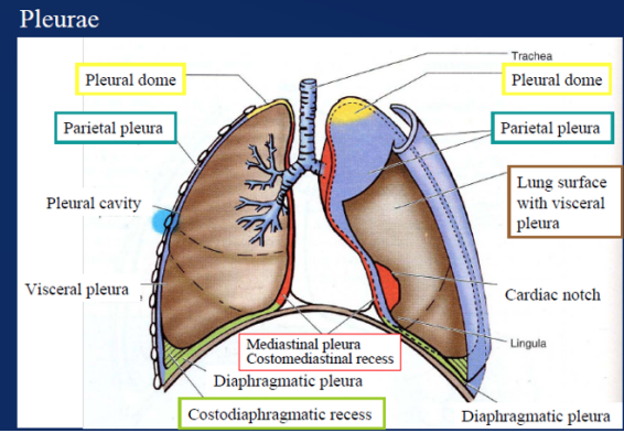 <ul><li><p>In the thorax we have 2 pleural cavities — each on either side of the mediastinum surrounding the lungs— </p><ul><li><p>Superiorly — extend above rib I into the root of the neck</p></li><li><p>Inferiorly → Extend to a level just above the costal margin.</p></li></ul></li><li><p>The medial wall of each pleural cavity is the mediastinum.</p></li><li><p>Each cavity is lined by a single layer of flat cells — the mesothelium — and an associated supporting connective tissue</p><ul><li><p>Both layers form the actual “pleura” </p></li></ul></li><li><p>Divided into 2 sections based on location —</p><ul><li><p>Parietal pleura — </p><ul><li><p>Outer section, associated with walls of the cavity</p></li></ul></li><li><p>Visceral pleura —</p><ul><li><p>Inner surface — adheres to and covers lungs</p></li></ul></li></ul></li></ul>