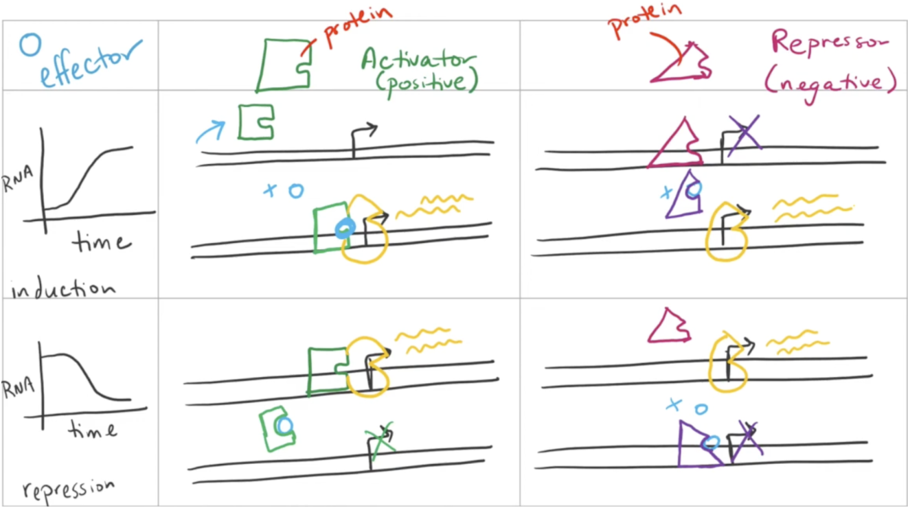 <ul><li><p>The subtraction of a repressor/activator to induce/repress transcription</p></li><li><p>If a repressor is simply removed without the addition of an activator, transcription will occur very slowly</p></li><li><p>Must be induced by an effector molecule that changes allostery</p></li></ul><p></p>