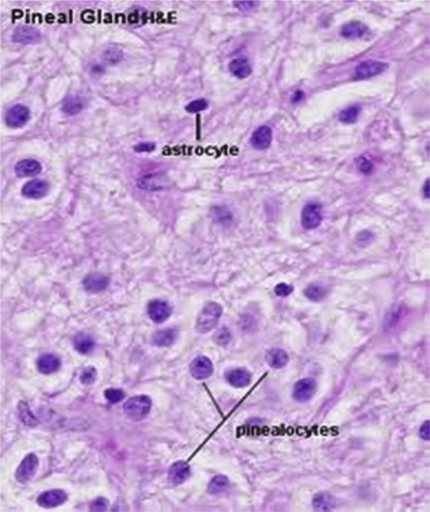 <ul><li><p class="Paragraph SCXW17213261 BCX0"><span>Produces melatonin&nbsp;</span></p></li><li><p class="Paragraph SCXW17213261 BCX0"><span>Epithalamus&nbsp;</span></p></li><li><p class="Paragraph SCXW17213261 BCX0"><span>Pinacocytes&nbsp;</span></p></li></ul><p></p>