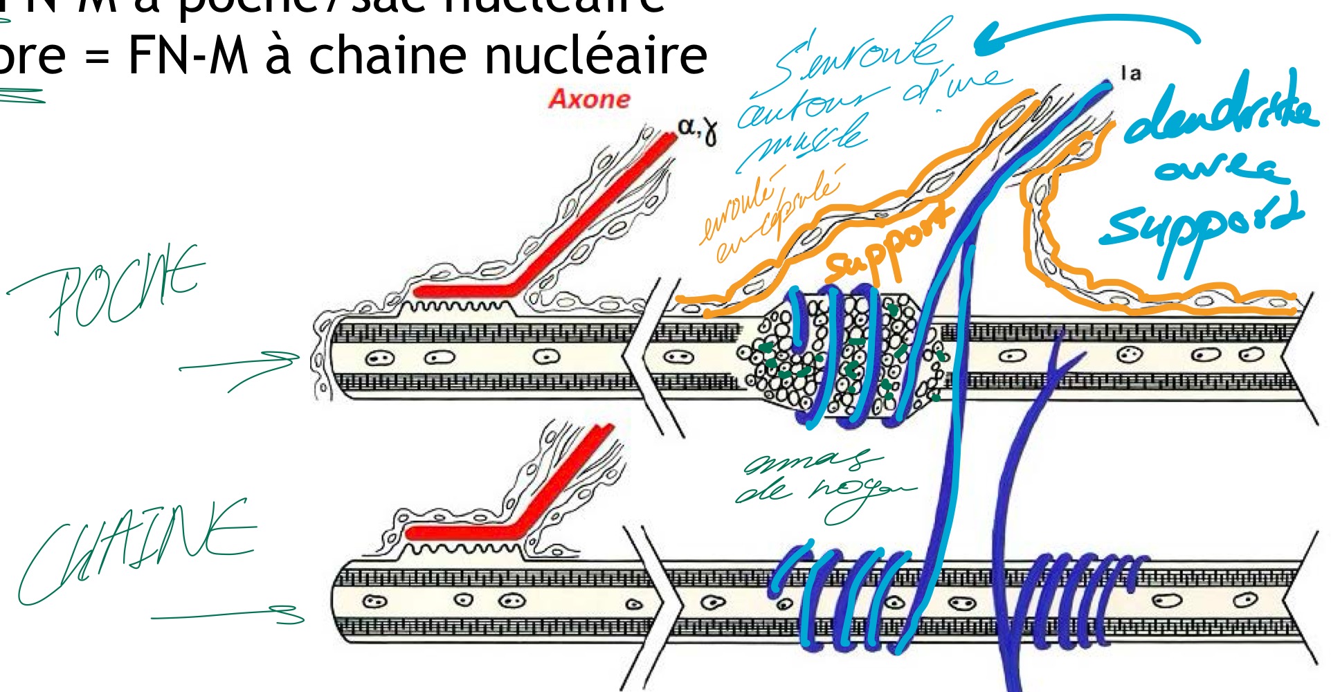 <p>• cellules musculaires striées squelettiques modifiées et très longues (en cm)</p><p>• myofibrilles périphériques &amp; noyaux centraux :</p><p>- regroupés dans un sac ou une poche = FN-M à poche/sac nucléaire</p><p>- regroupés en chaine au centre de la fibre = FN-M à chaine nucléaire</p>