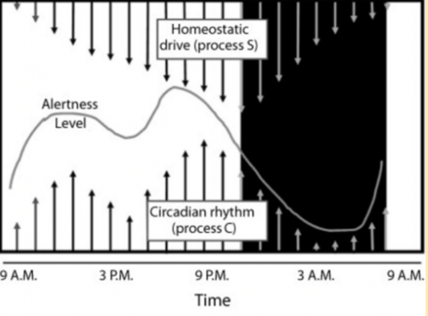 <p>Delta power or SWS during NREM can be used to estimate Process S</p><p>Delta power increases logarithmically as waking is prolonged</p><p>Core Body temperature is often used as a measure of Process C</p><p>Sleep propensity is greatest during the falling limb of the circadian body temp rhythm and decreases on the rising limb</p><p>Human and animal studies suggest that process C regulates arousal and REM but that NREM M is more strongly under the control of Process S</p>