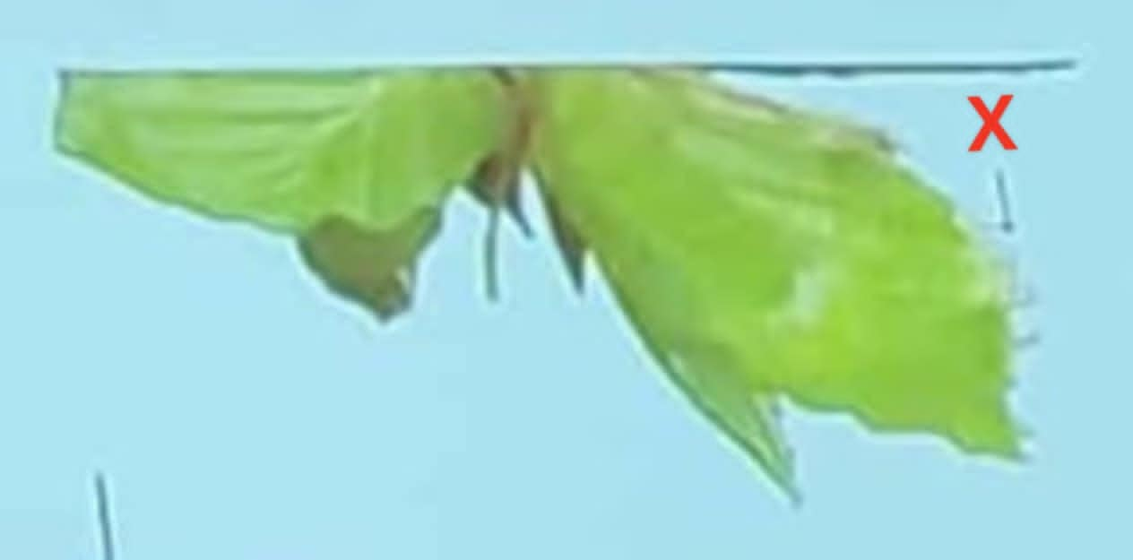 term image