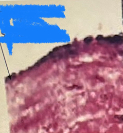 <p>What tissue is this?</p>