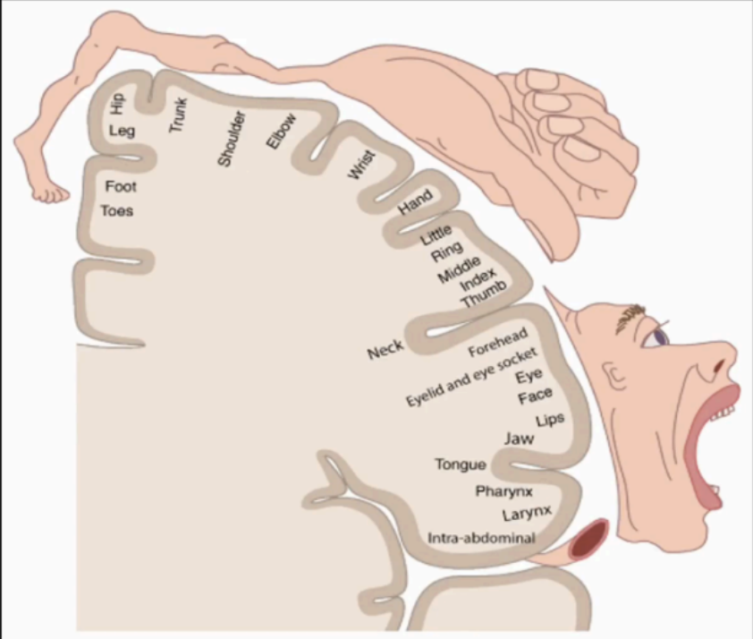 <p>Motor homunculus</p>