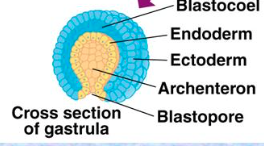 blastopore