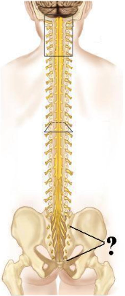 <p>sacral spinal nerves</p>