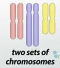 <p>a cell or organism that contains two complete sets of chromosomes<span><span>, one inherited from each parent.</span></span></p>
