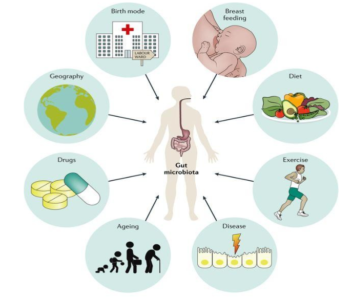<p>dieet: </p><ul><li><p>westers (ongezond) vs niet westers (meer volle voeding)</p></li><li><p>hele granen, fruit, noten, groenten</p></li><li><p>vezels, vet, proteïne</p></li></ul><p></p><p>slechte invloed: antibiotica, drugs en alcohol, suiker/bewerkt eten, toxines</p><p></p>