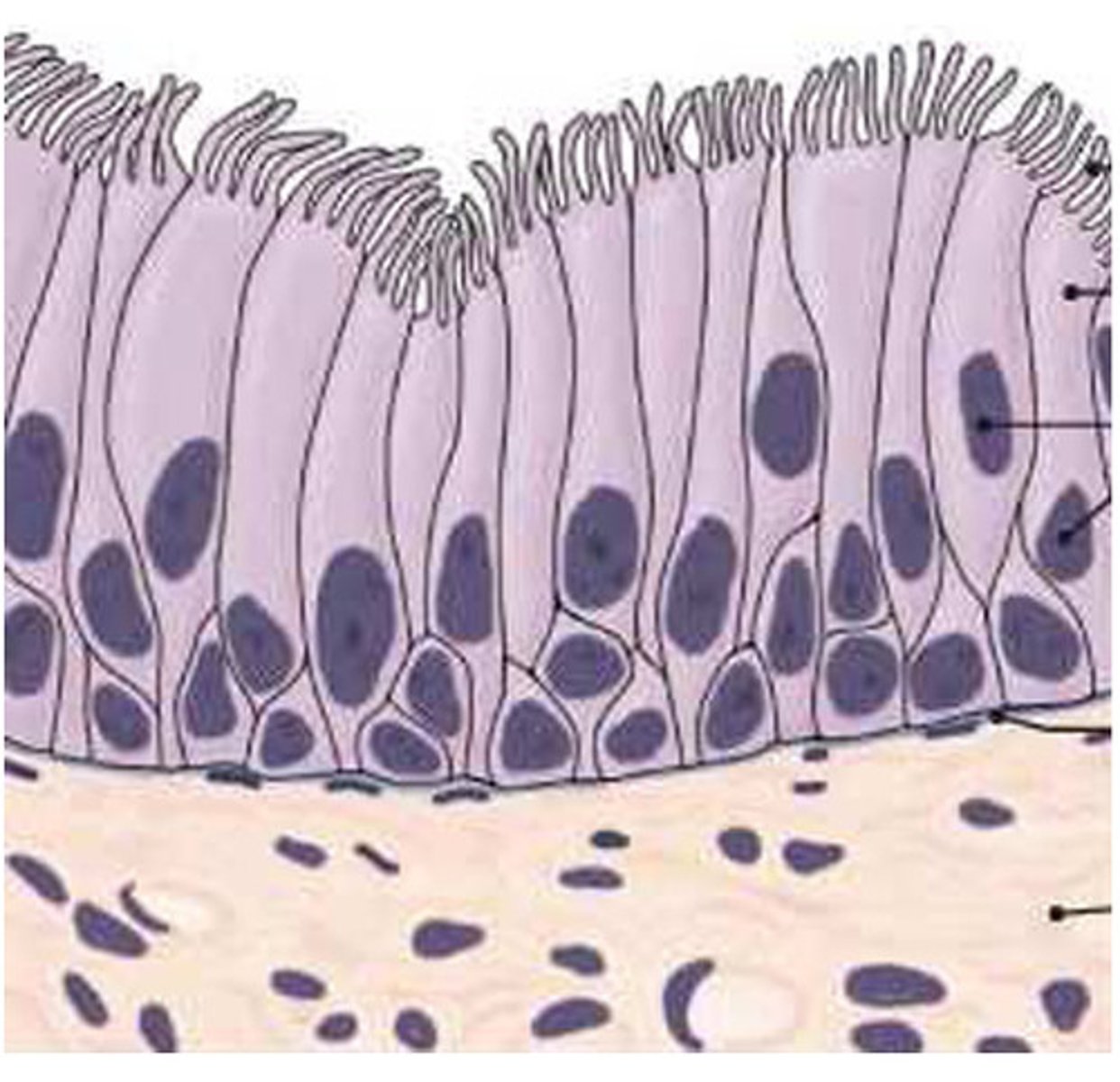 <p>- contains ciliated cells and goblet cells and lines the nasal cavity, trachea, and part of the male's urethra</p><p>- protects underlying tissues by secreting and moving mucus</p>