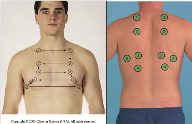 <p>how do we conduct palpation of the chest</p>