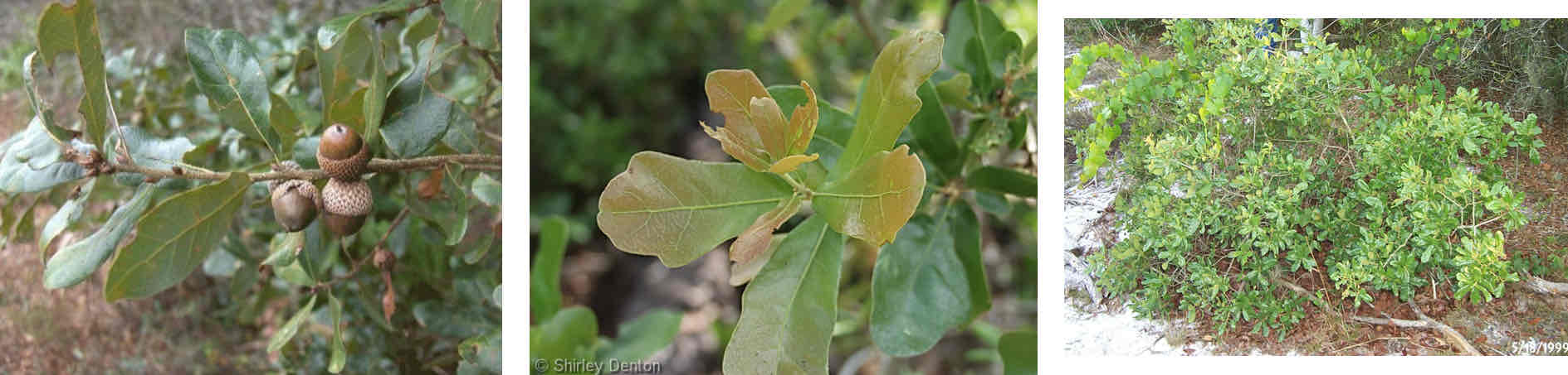 <ul><li><p>“Duck foot” leaf</p></li><li><p>Short, shrubby</p></li><li><p>Less than 6cm</p></li></ul><p></p><p></p>