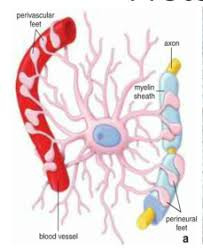 <p>ends of astrocyte that attach to blood vessel</p>