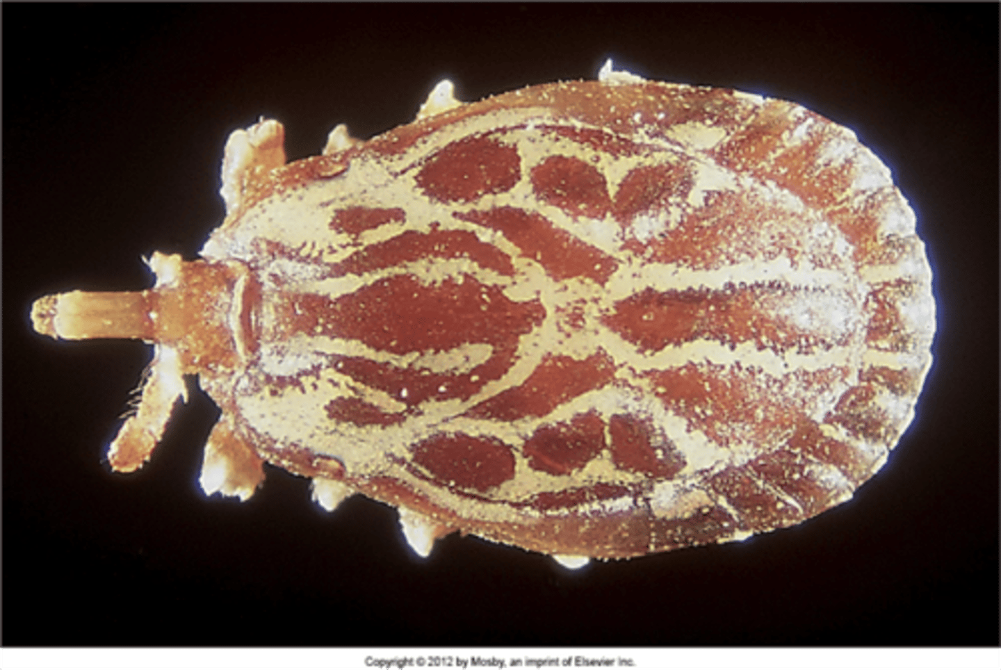 <p>gulf coast tick</p>
