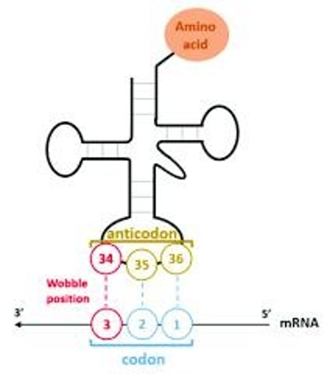 <p>tRNA sequences complementary to mRNA codons.</p>